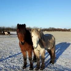 Islænder Lukas fra Rendborg aka Fisken
