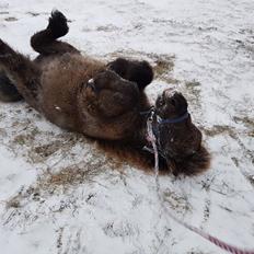 Shetlænder Annagaard Unesco