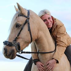 Welsh Cob (sec D) Sorrelcourt Enough Said