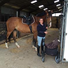 Dansk Varmblod Ryholt's galant