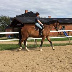 Dansk Varmblod Ryholt's galant