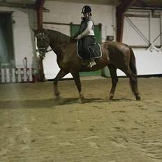 Hollandsk Varmblod Utah