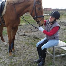 Dansk Varmblod Hjorth's zee-zee