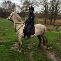 Welsh Pony (sec B) Mirain simba