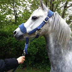 Welsh Pony (sec B) Mirain simba