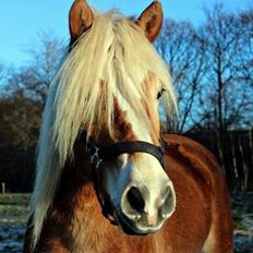 Haflinger Nordan's Amanda