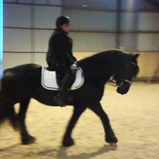 Barockpferd Madonna ( tidligere hest)