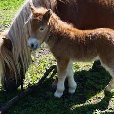 Shetlænder Hedens tammi