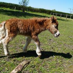Shetlænder Hedens tammi