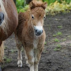 Shetlænder Hedens tammi