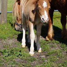 Shetlænder Hedens tippi
