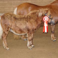 Shetlænder Hedens tippi