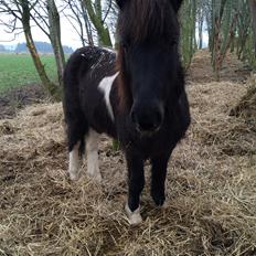 Islænder Vepja gundsø