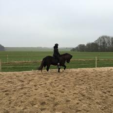 Islænder Vepja gundsø