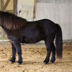 Islænder Birningur fra Skarholt