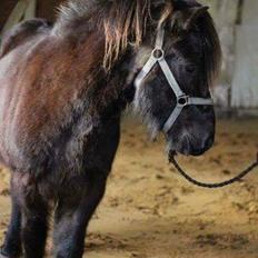 Islænder Birningur fra Skarholt