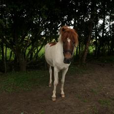 Islænder Laxi fra st. kirkebjerg