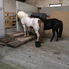 Islænder Laxi fra st. kirkebjerg