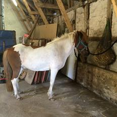 Islænder Laxi fra st. kirkebjerg