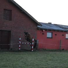 Dansk Varmblod Bellis