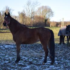 Dansk Varmblod Bellis