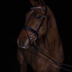 Dansk Varmblod Hjorth's zee-zee