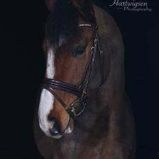 Dansk Varmblod Ryholt's galant