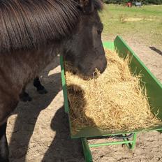 Islænder Katla fra Bøghegård