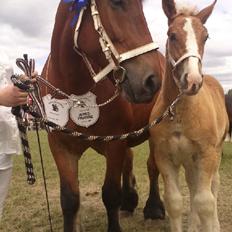 Belgier Samson af søtofte