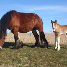 Belgier Samson af søtofte