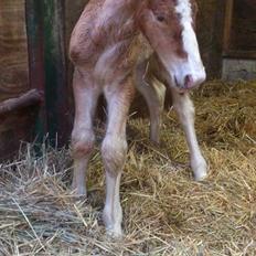 Belgier Samson af søtofte