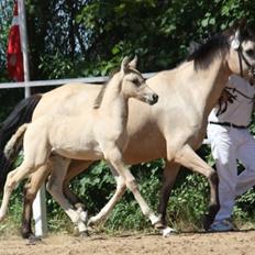 Tysk Sportspony Chic design Højgård