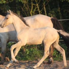 Tysk Sportspony Chic design Højgård