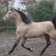 Tysk Sportspony Chic design Højgård