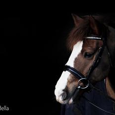 New Forest Nobel suprise