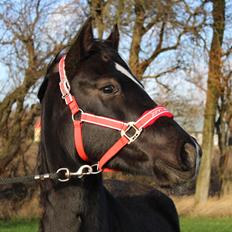 Welsh Cob (sec D) Survivor's ma bell