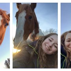 Anden særlig race KTMMX Ramon