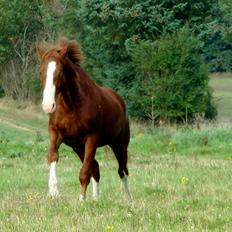 Frederiksborg Hercules Mignon