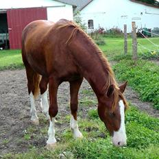 Frederiksborg Hercules Mignon