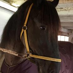 Frieser Nero (Tidliger Hest)