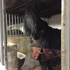 Frieser Nero (Tidliger Hest)