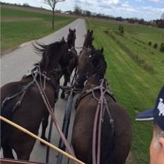 Frieser Nero (Tidliger Hest)