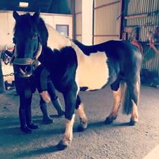 Barockpinto Sir Bailey