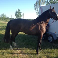 Oldenborg Højskovens Tinto 