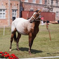 Appaloosa Such A Snowy Spring