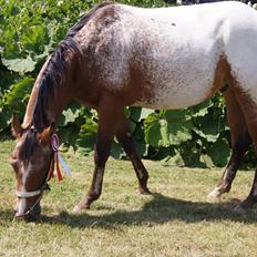 Appaloosa Such A Snowy Spring