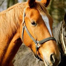 Palomino Zacho's Miss Dixie