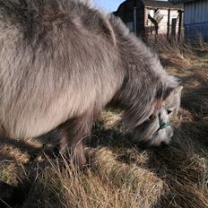 Shetlænder Máni (tidl. Hest)