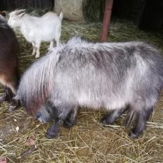 Shetlænder Máni (tidl. Hest)