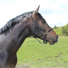 Dansk Varmblod Tm Beat The Clock